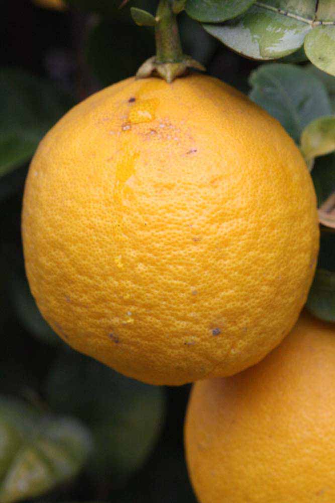              Fruit of  Citrus ichangensis        (Ichang, Riverside,   CA)       